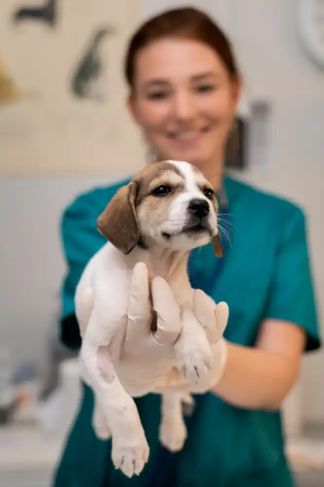 expertos-seo-local-para-veterinarios